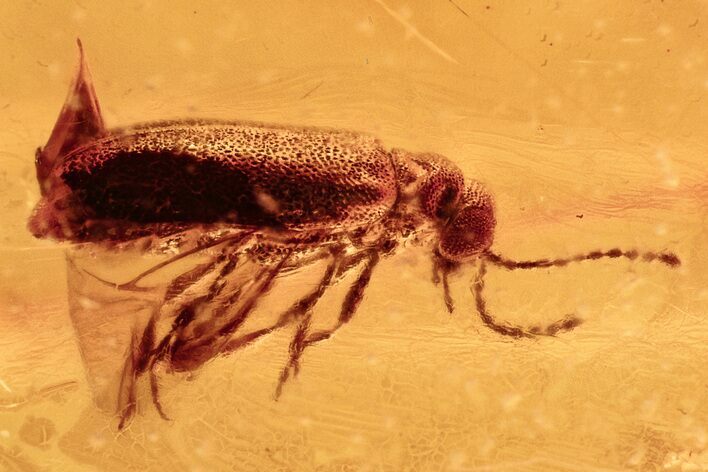 Fossil Ant-Like Leaf Beetle, Gall Midge & True Midge in Baltic Amber #278629